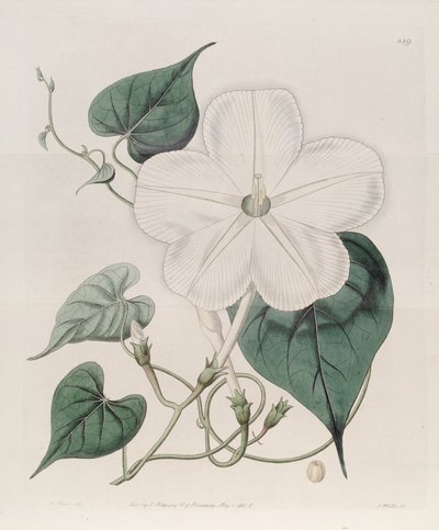 Ipomoea alba by J.Sims